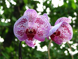 How to grow an orchid yourself