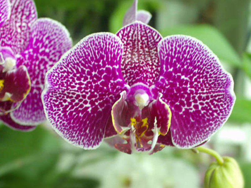 How to water phalaenopsis