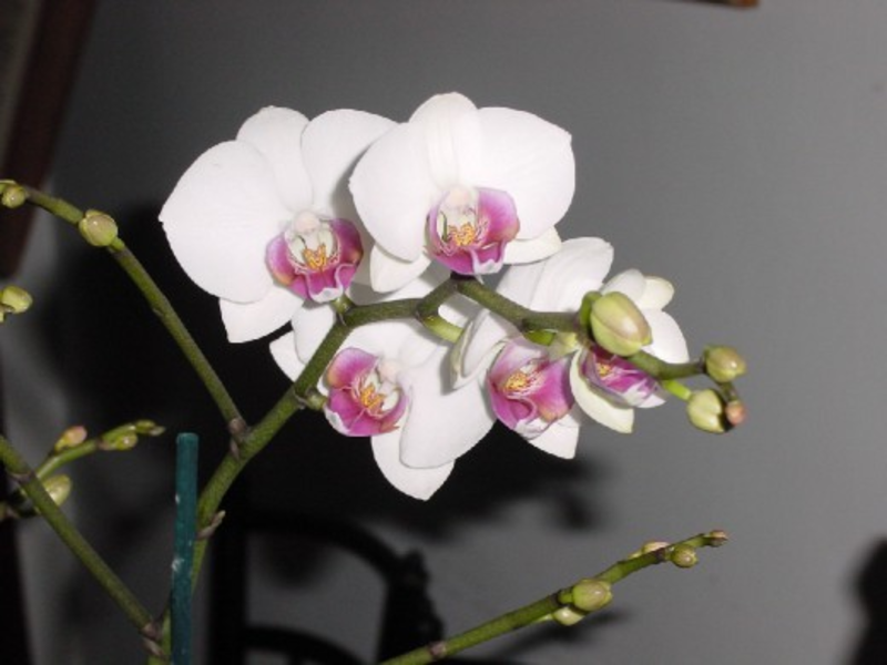 What is the peculiarity of the phalaenopsis plant