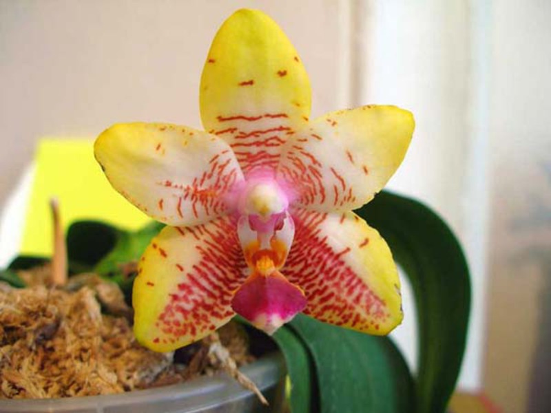 Indoor orchid variety