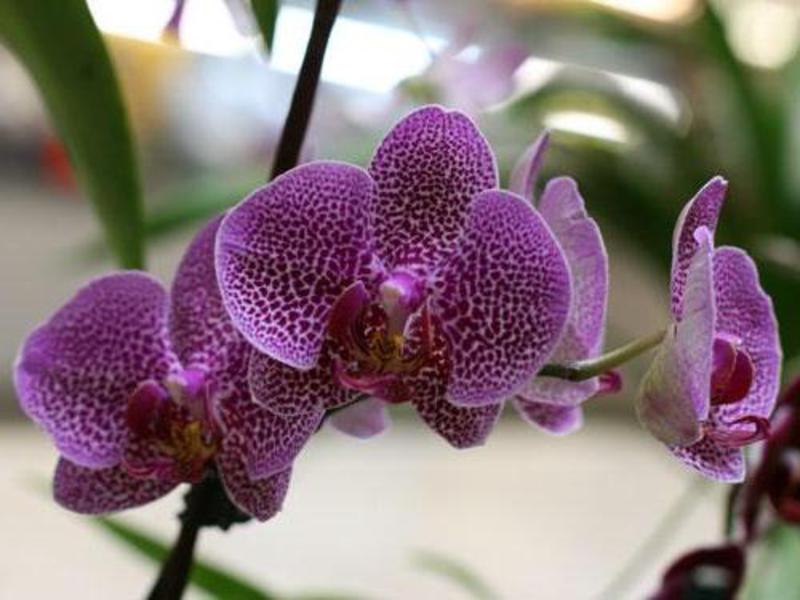 Beautiful orchid as interior decoration