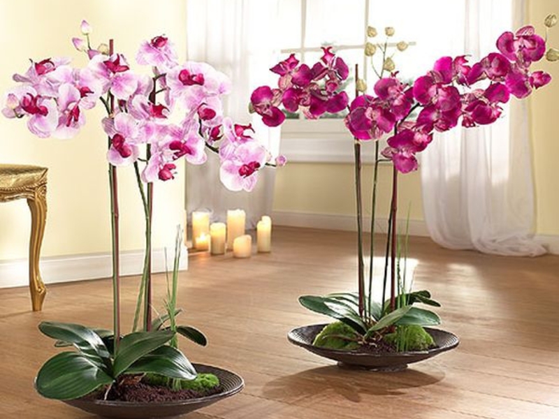 How the orchid grows and blooms