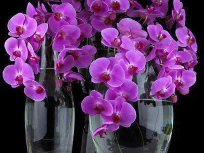 What are the types of phalaenopsis