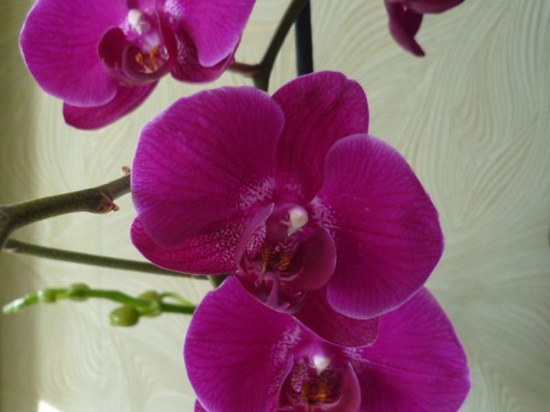 Reproduction of phalaenopsis