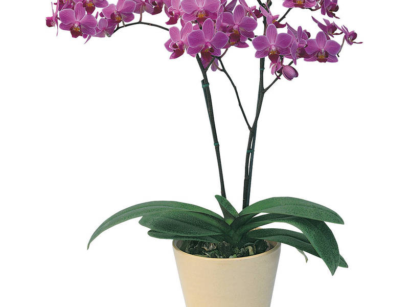 How to properly care for phalaenopsis