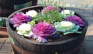 The name of the variety of the decorative cabbage