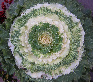 Cabbage decorative planting and care