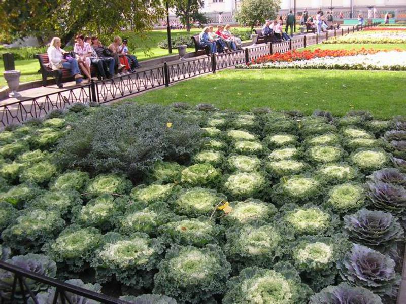 Types of ornamental cabbage