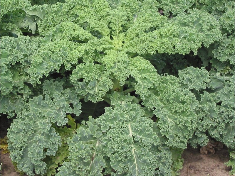 Ornamental cabbage in a low flowerpot.