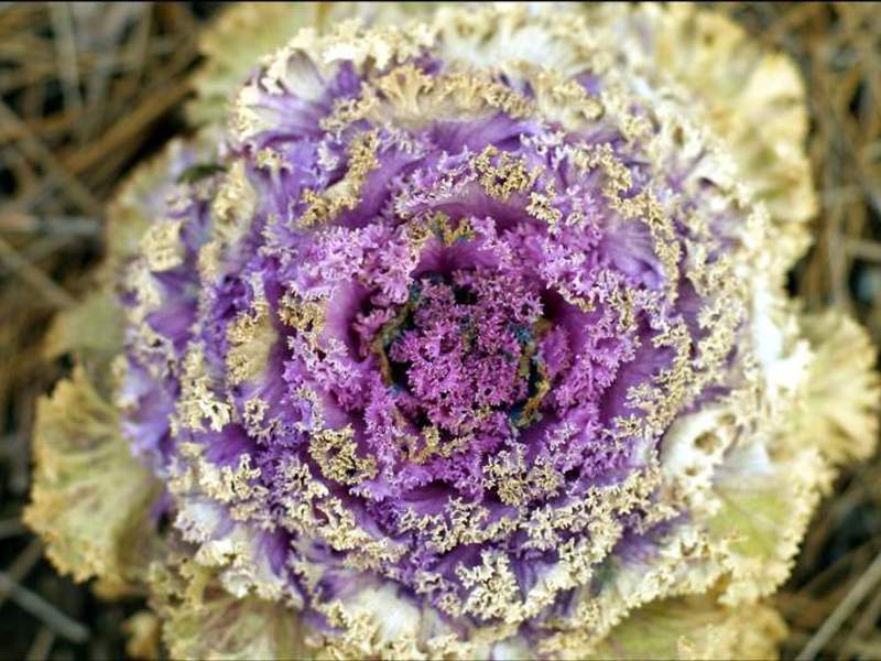 How to grow ornamental cabbage yourself