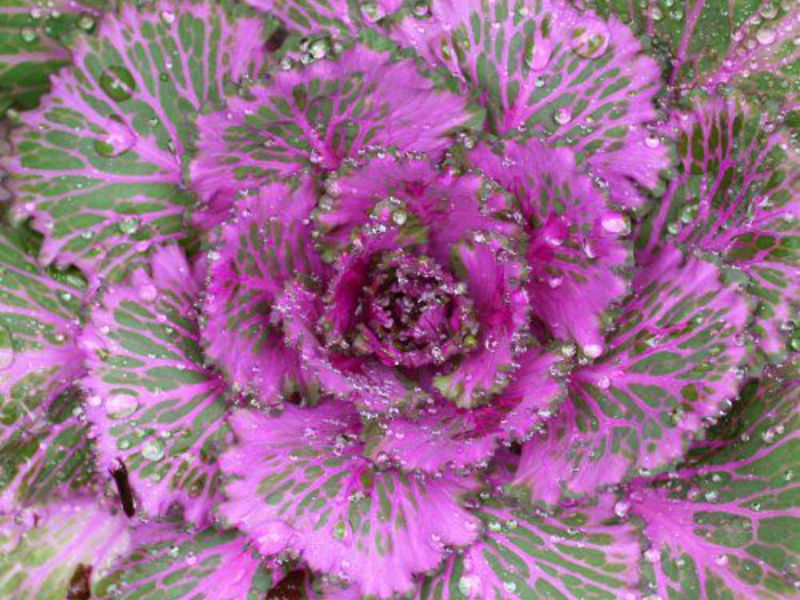 A variety of ornamental cabbage for planting in the ground