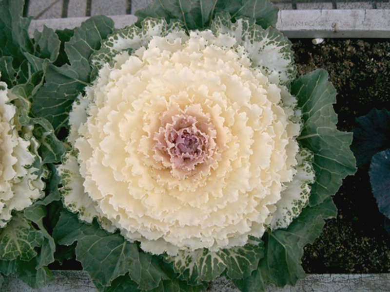 Seedlings of ornamental cabbage