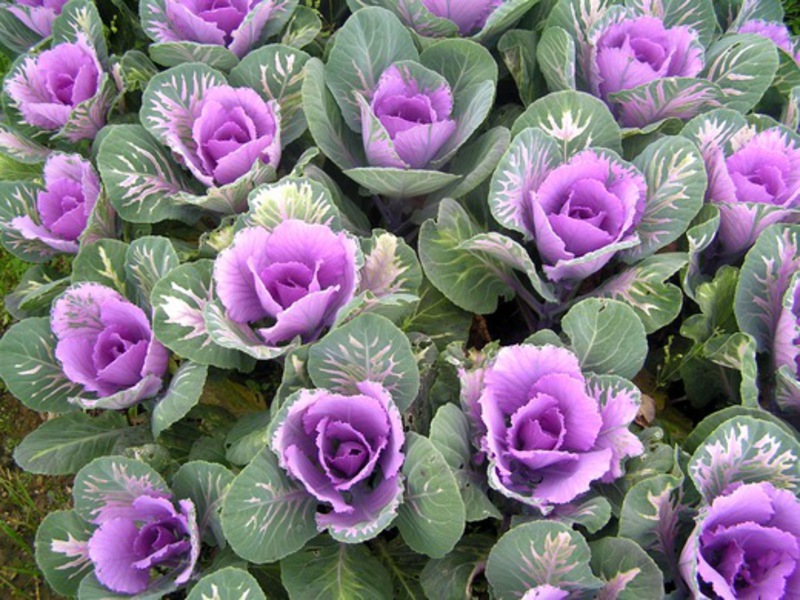 Preparation for planting ornamental cabbage