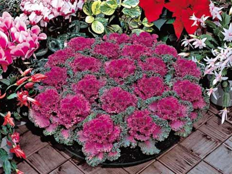 Beautiful variety of ornamental cabbage