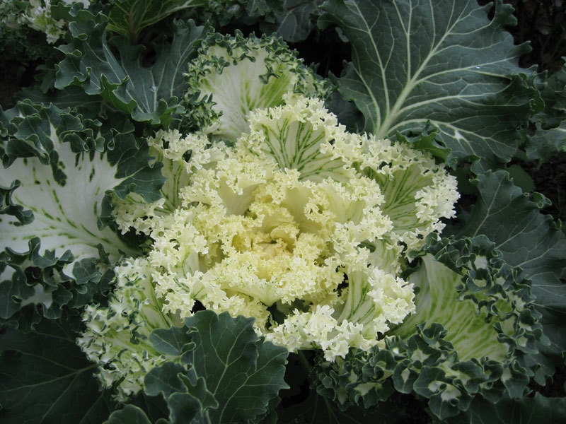 Rules for caring for ornamental cabbage