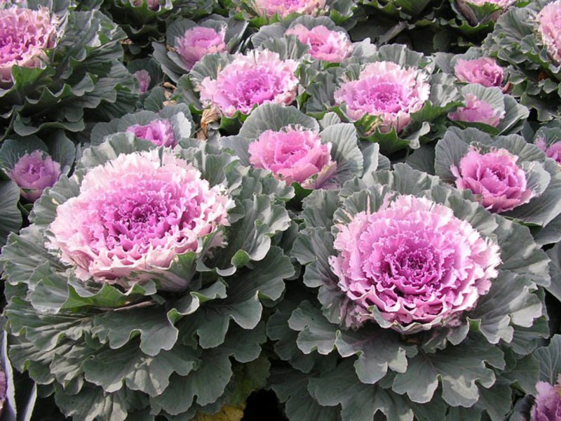 How to decorate a plot with ornamental cabbage