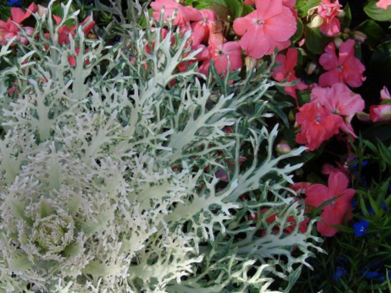 Growing ornamental cabbage with your own hands