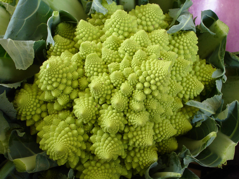 Reproduction of ornamental cabbage