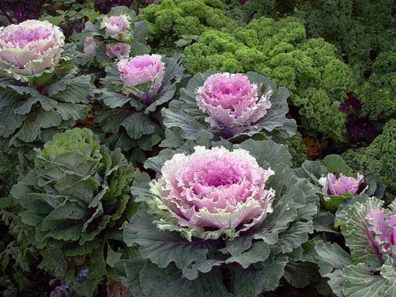 How to grow ornamental cabbage yourself