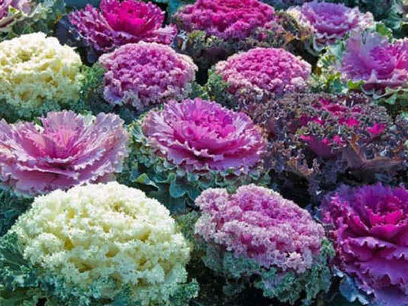 Varieties of ornamental cabbage