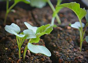 How cauliflower is planted