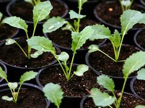 Sowing cauliflower seeds