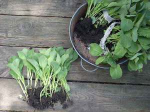 Rules for watering cauliflower seedlings