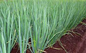 Useful properties of shallots