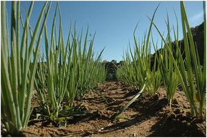 Growing onions from seeds