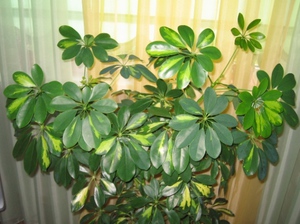 Houseplant care