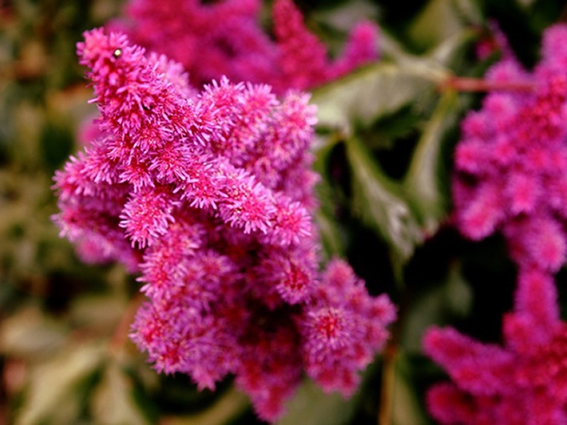 Astilba flowering bush