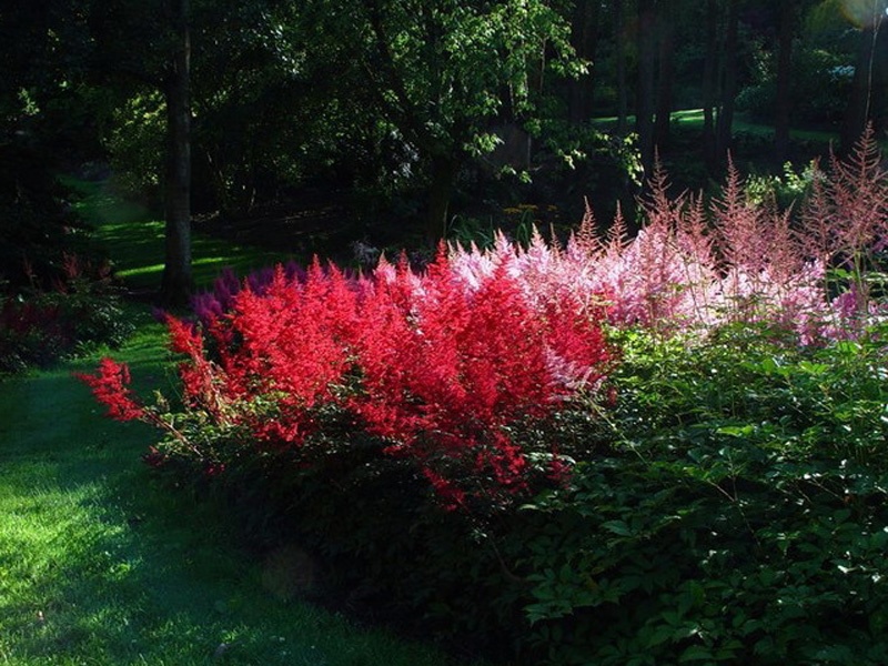 Beautifully blooming astilbe