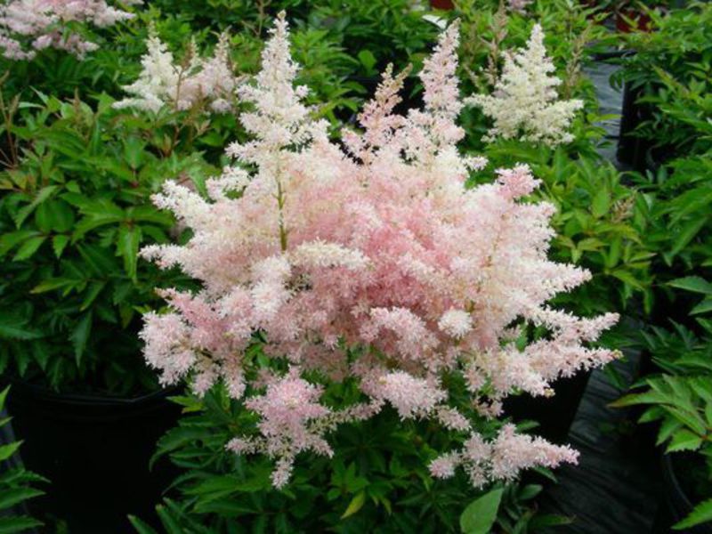 How to oversalue astilbe