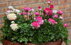 How long does ranunculus bloom