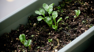 Growing ranunculus