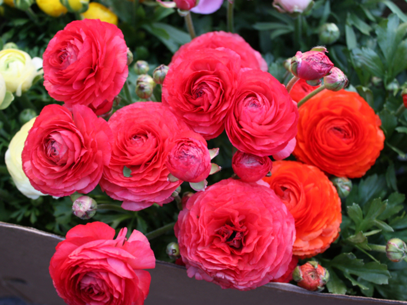 Varieties of ranunculus