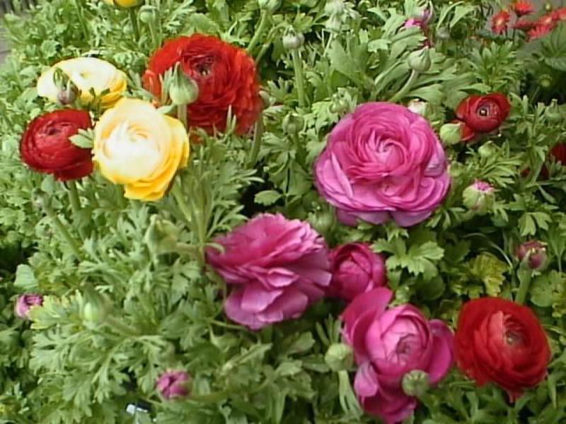 Bright colors of ranunculus