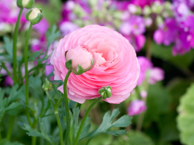 Ranunculus home planting