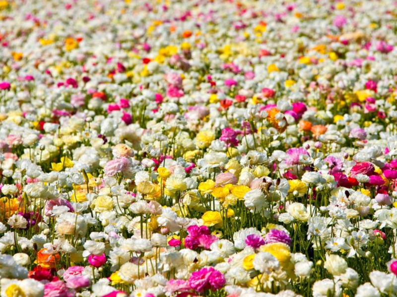 Growing a ranunculus flower