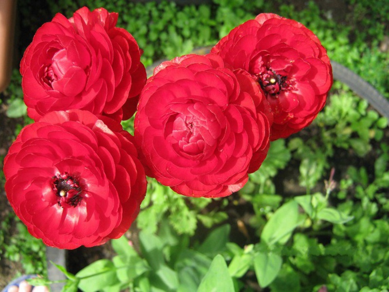 Ranunculus flower blooming