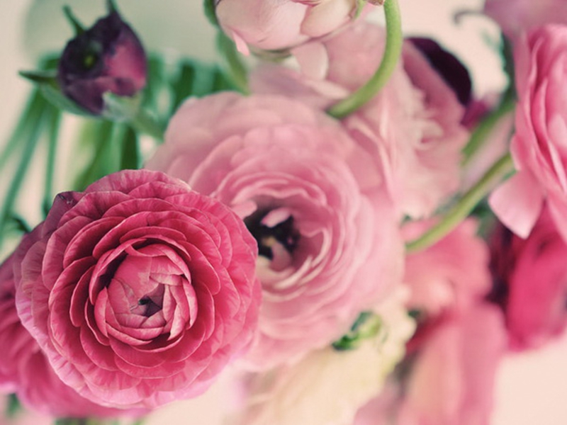 What are the types of ranunculus