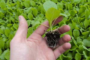 How to plant cabbage seedlings