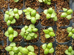 How to grow cabbage seedlings