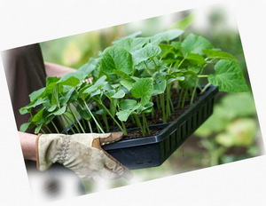 How to prepare the soil for cabbage seedlings