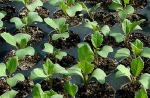 Growing cabbage with your own hands