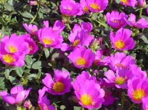 Growing purslane from seeds