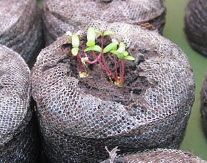 Partulak seeds