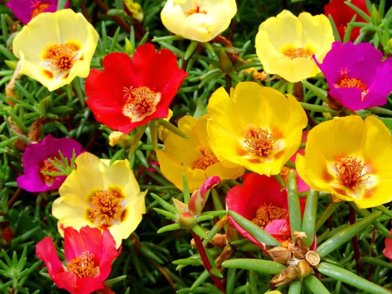 Purslane is very good as a ground cover plant for rock gardens