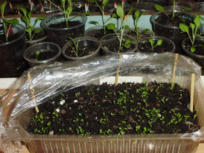 Sowing partulak seeds