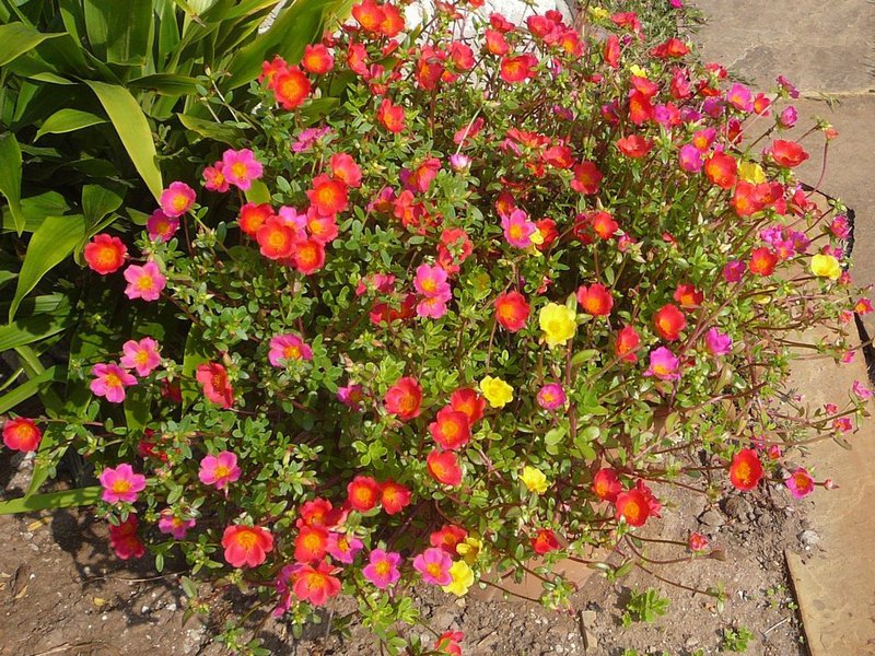 Growing purslane from seeds